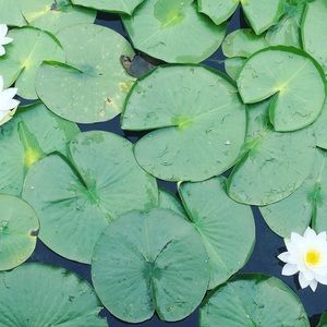 Meet your Posher, Mari